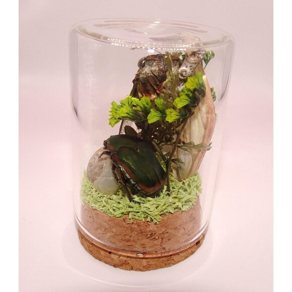 Cicada June Bug Snail Shell Luna Moth Wing Dried Flowers Oddity Jar taxidermy - Picture 5 of 14